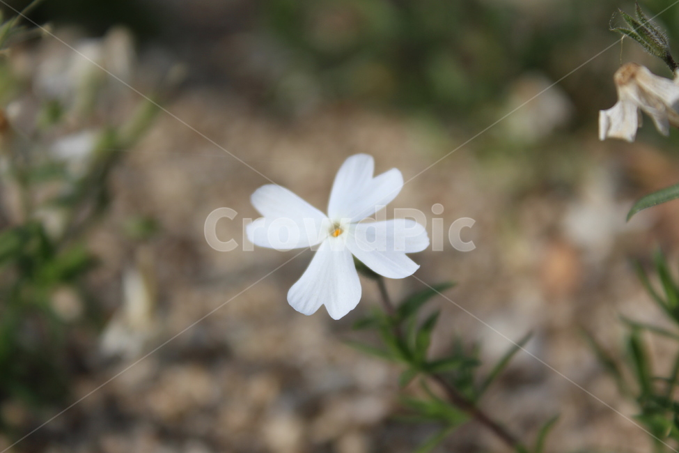야생화,들꽃,들에핀꽃,야생에핀꽃,작은꽃,근접촬영,식물,자연,plants,nature,꽃,flower