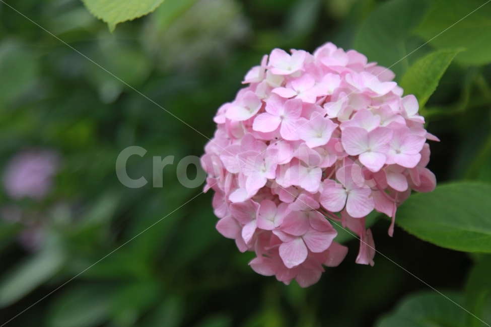수국,꽃,부산,태종대,분홍,접사,태종사,수국축제,식물,자연,plants,nature,꽃,flower