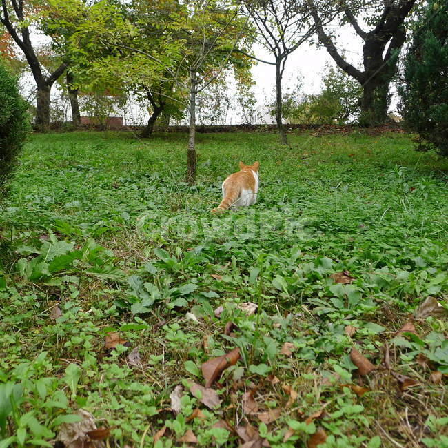 풀숲위고양이,풀숲고양이,고양이뒤태,치명적인뒤태,노랑이고양이,동물,animal,포유류,mammal,고양이,cat,kitten,kitty