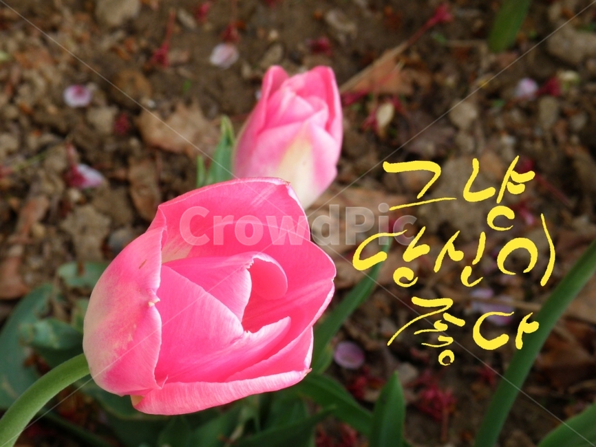 캘리그라피,당신,꽃,튤립,표현,식물