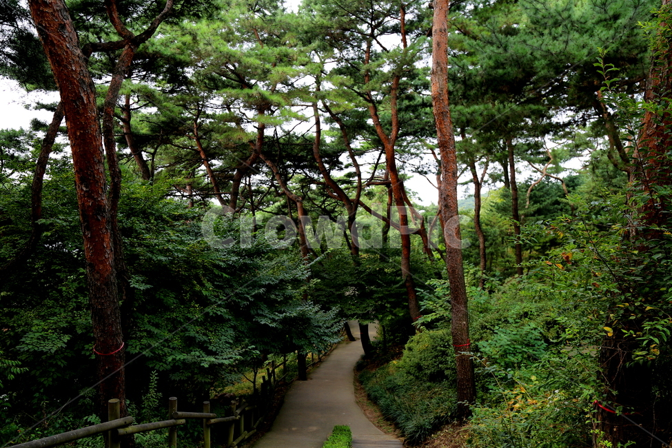 식물,소나무,수목,산,풍경,자연,풍경,nature,landscape,한국자연풍경,한국자연경관,korea nature landscape,식물,plants,나무,trees,wood,garden,정원,outdoors,옥외,arbour,정자