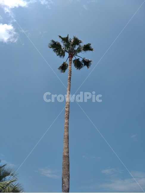 야자수,나무,한그루,tree,식물