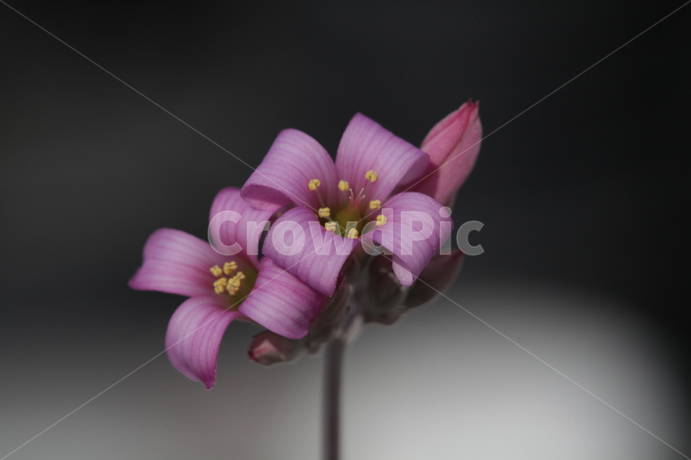 백운모,다육이,섬새함,조화로움,아기자기,미인,식물,자연,plants,nature,꽃,flower