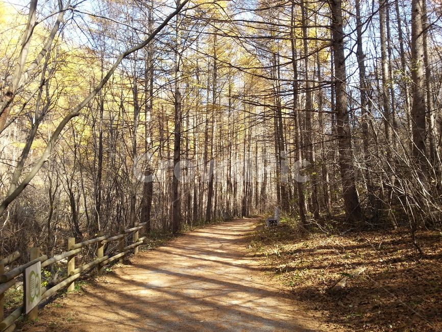 자연,길,나무,nature,road,wood,통로,path,trail