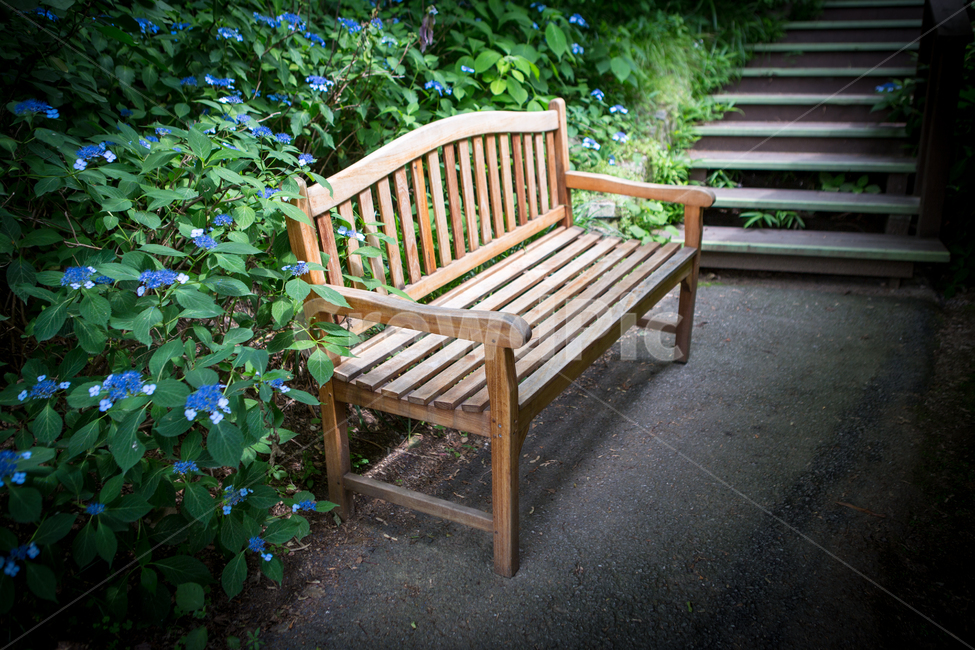 아침고요수목원,여름,의자,식물,자연,nature,벤치,수목원,휴식,힐링,healing,chair,꽃,flower,korea