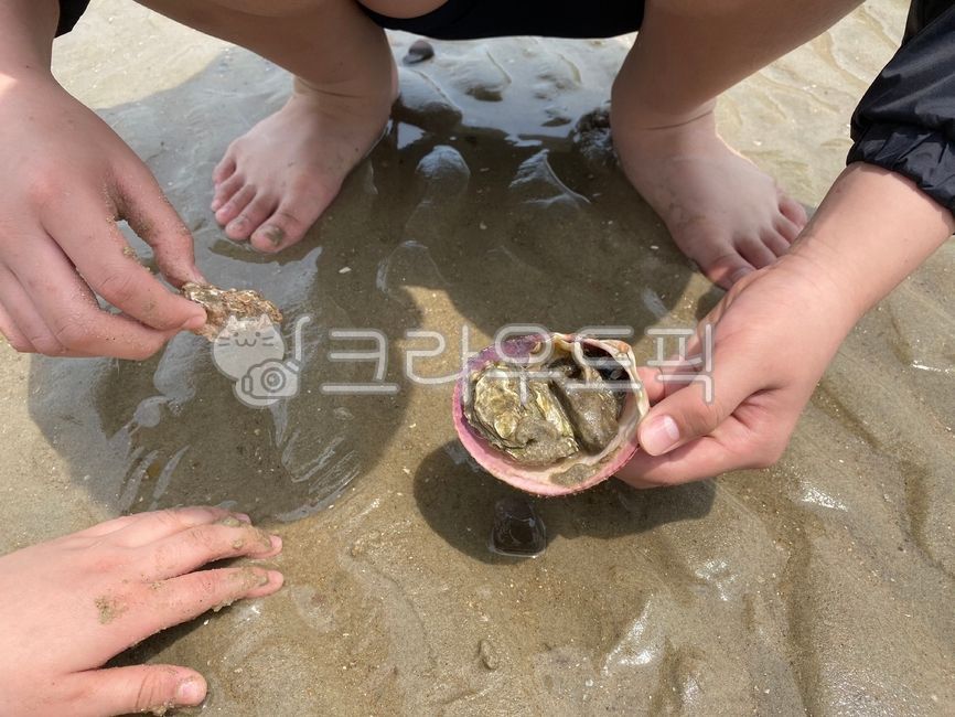 손,물놀이,조개캐기,소라,바닷가,바다
