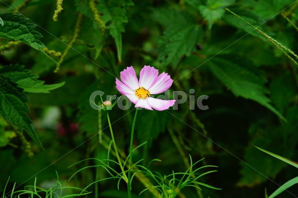 plant,식물,pollen,화분,코스모스,식물,자연,plants,nature,꽃,flower