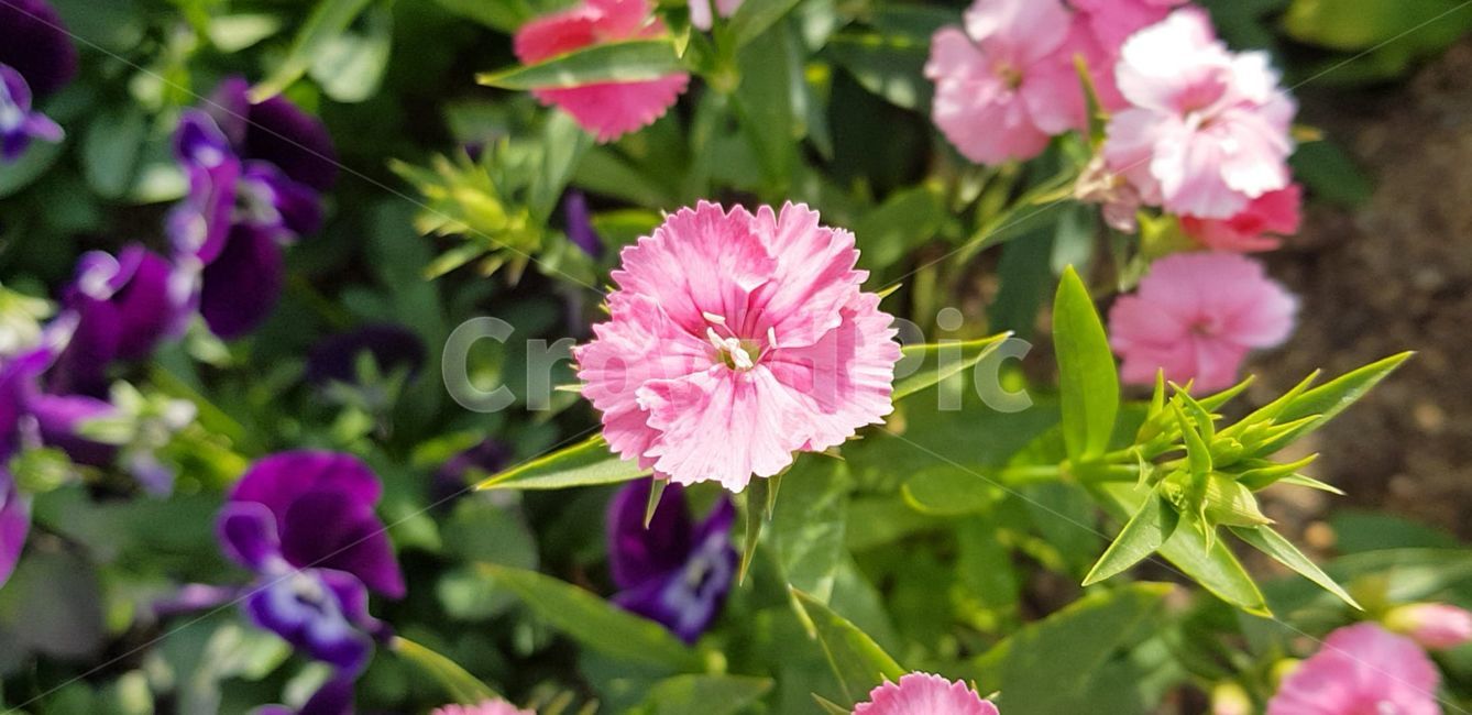 봄,blossom,flower,식물,plant,꽃,nature,자연,제라늄,geranium