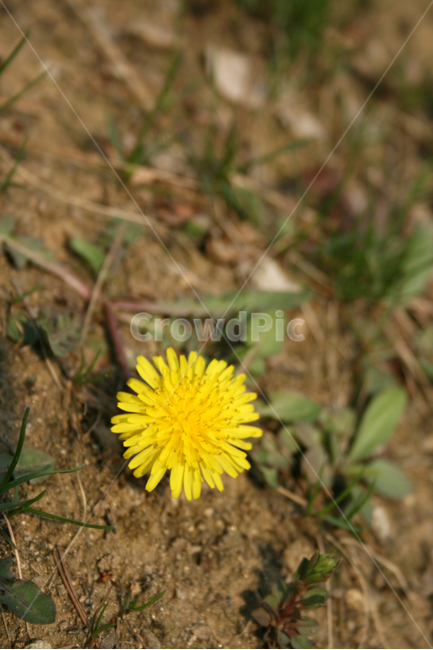 민들레,벚꽃,봄,봄날,노란색,감성,spring,flower,풍경,식물,꽃,봄,계절,spring,season,식물,자연,plants,nature,꽃,flower,plant