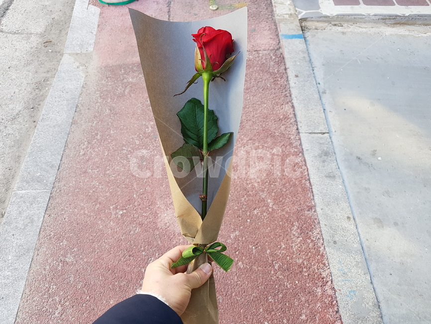 고백,꽃,장미,선물,행복