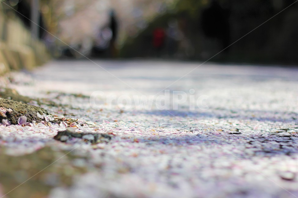 벚꽃,물위의벚꽃,돌사이벚꽃,꽃놀이,벚꽃놀이,봄,계절,spring,season