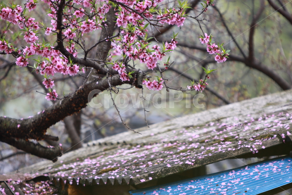 꽃,복사꽃,봄,분홍,꽃나무,식물,자연,plants,nature,꽃,flower,나무,trees,wood