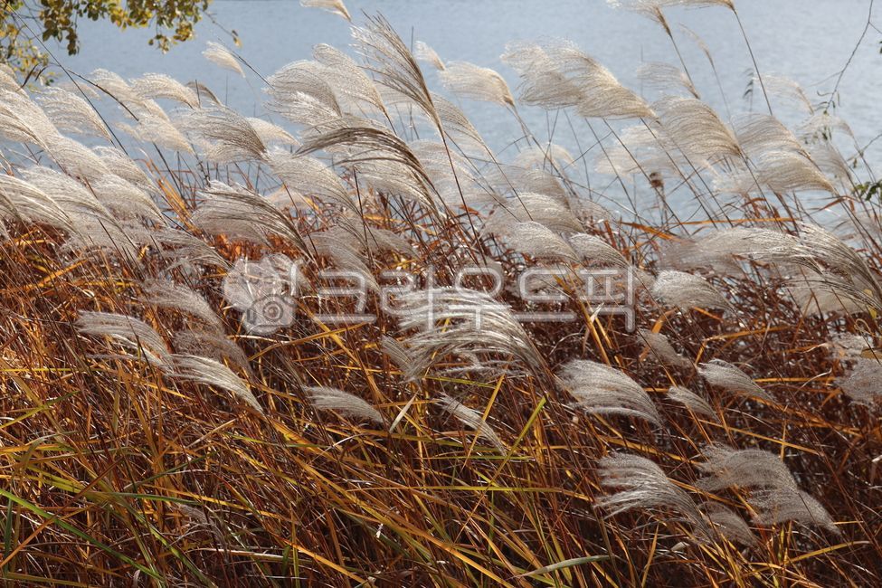 억세풀,silvergrass,바람,식물,억세꽃