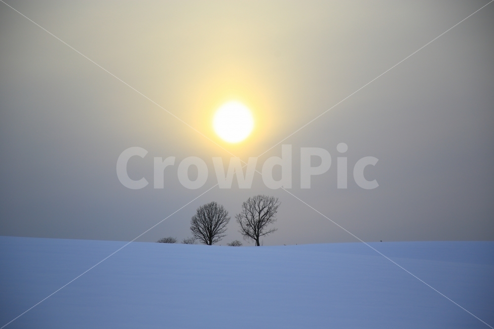 비에이,홋카이도,가족나무,겨울,풍경,겨울,계절,winter,season,자연,풍경,nature,landscape,outdoors,옥외,tree,나무,plant,식물