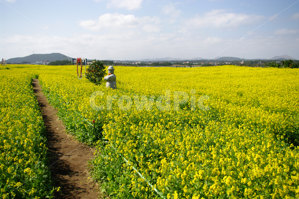 유채꽃,꽃밭,꽃,봄,flower,봄,계절,spring,season,식물,자연,plants,nature,꽃,flower,field,들,outdoors,옥외,grassland,목초지