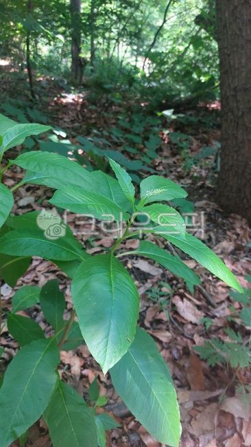 미국자리공,자리공과,자리공속,americana,leaf,잎,vegetation,초목,nature,자연,outdoors,옥외,삼림지,woodland