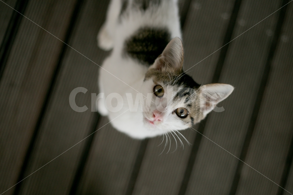동물,고양이,시선,cat,아기고양이,동물,animal,포유류,mammal,고양이,cat,kitten,kitty,감성,sensible,feeling
