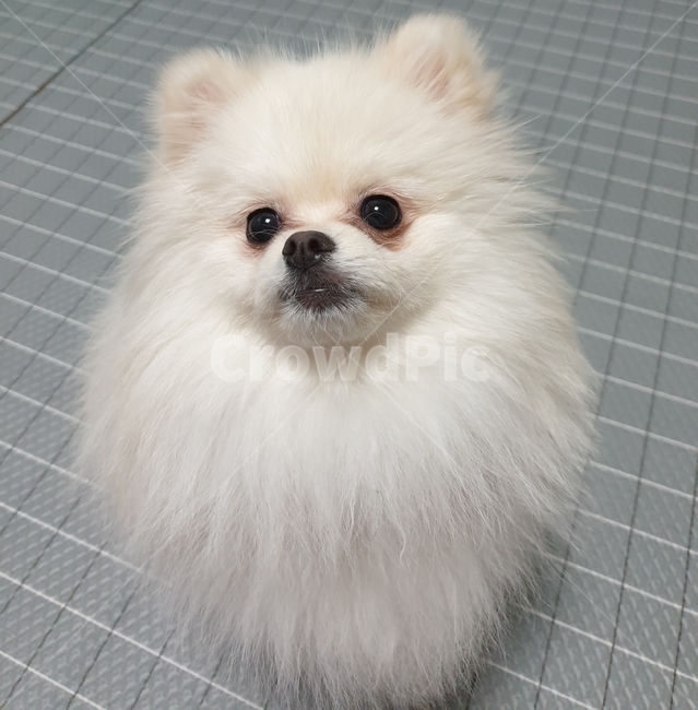 강아지,포메라니안,강아지정면,pomeranian,dog
