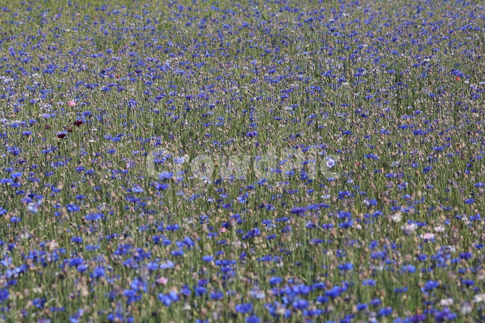 spring flowers,plant,purple,cornflower,flower garden