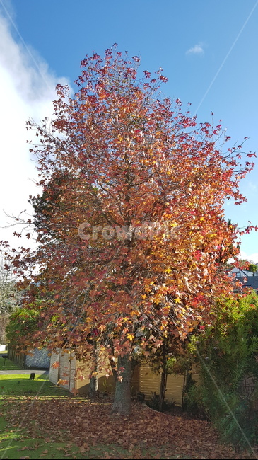 낙엽,가을,자연,멋진풍경,단풍,tree,nature,fall