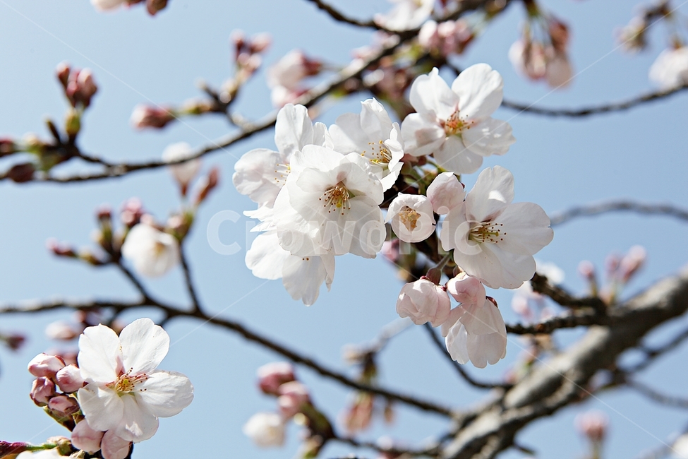 벗꽃,벗나무,꽃,벗꽃잎,꽃잎,봄꽃,봄,식물,자연,공원,식물,자연,plants,nature,꽃,flower