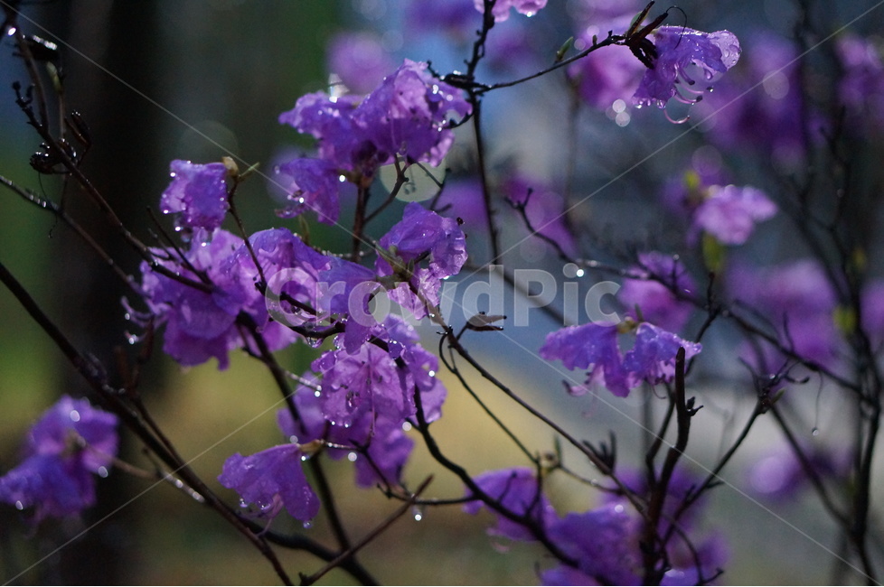 진달래,봄,핑크,야경,비,봄,계절,spring,season,야경,밤,풍경,nightscape,night,landscape,식물,자연,plants,nature,꽃,flower,비,비오는날,rain,rainy,geranium,제라늄,blossom,plant