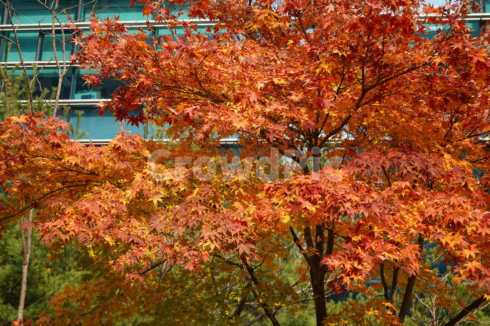 단풍,나무,나뭇잎,가을,단풍나무,가을,계절,fall,autumn,season,식물,자연,plants,nature,나무,trees,wood,plant,leaf,잎,tree,maple