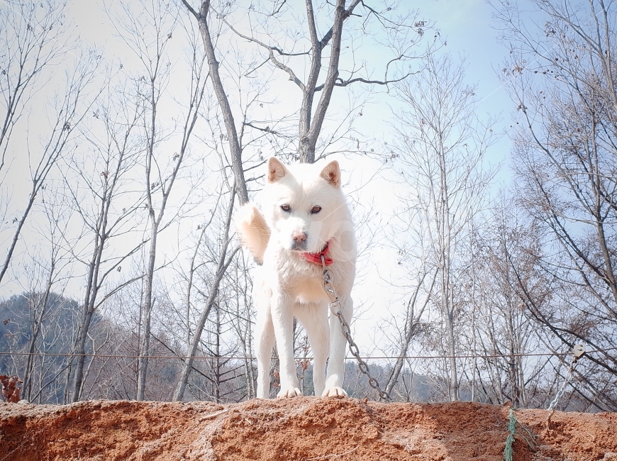 dog,동물,개,귀여움,동물사진,동물,animal,포유류,mammal,개,강아지,dog,doggy