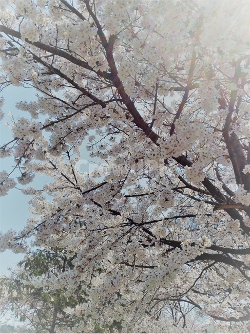 벚꽃,봄,봄꽃,햇살,나무,봄,계절,spring,season,식물,자연,plants,nature,꽃,flower,plant,blossom