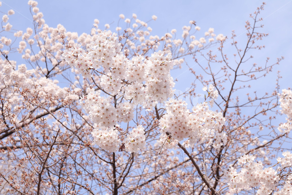 벚꽃,봄,꽃,봄꽃,계절,flower,blossom,cherryblossom,spring,하늘,봄,계절,spring,season,꽃,flower