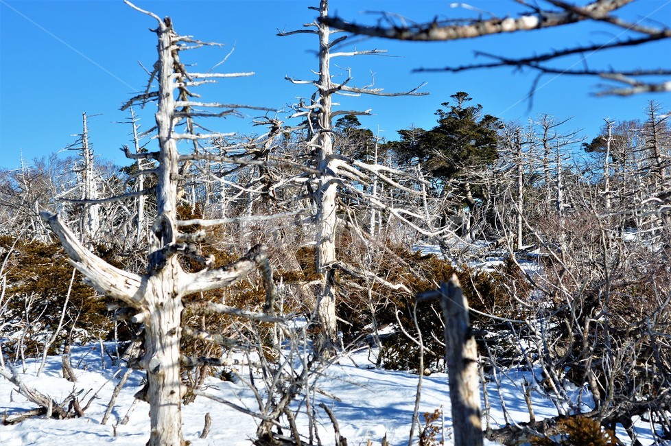 한라산,식물,나무,자연,국립공원,백록담,겨울,계절,winter,season