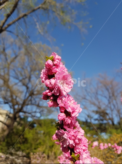 나무,tree,plant,식물,봄,꽃,flower,하늘