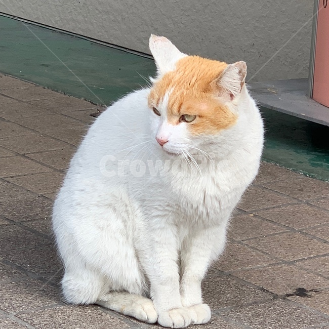 길고양이,pet,고양이,animal,동물,cat,고양이,cat,kitten,kitty