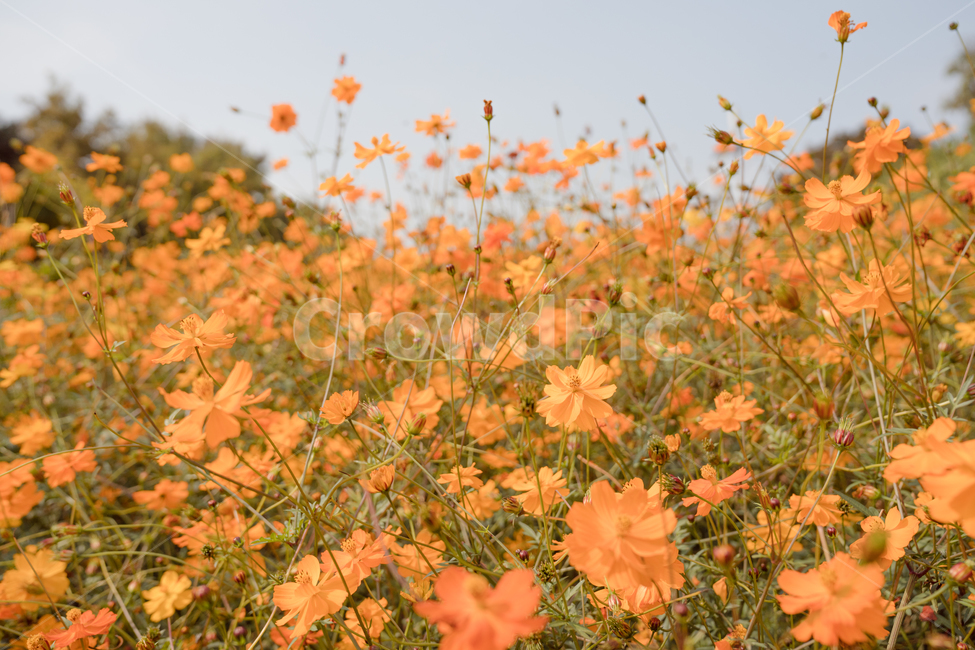 코스모스,황화코스모스,주황색,꽃,자연,풍경,가을,계절,fall,autumn,season,식물,자연,plants,nature,꽃,flower,leaf,잎,plant