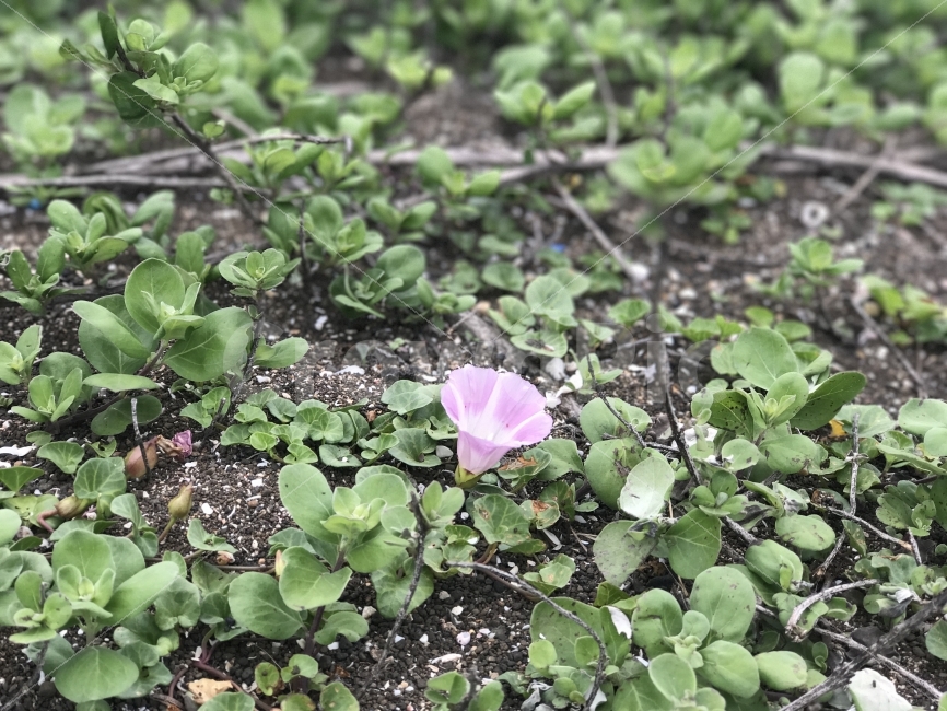 자연,감성,풍경,제주,원본,무보정,식물,자연,plants,nature,꽃,flower