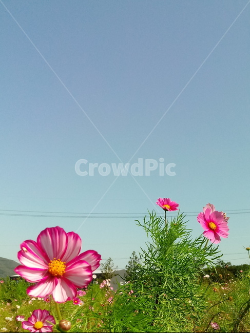 코스모스,꽃,plant,flower,commoncosmos,길국화,꽃잎,가을꽃,식물,자연,plants,nature,꽃,flower