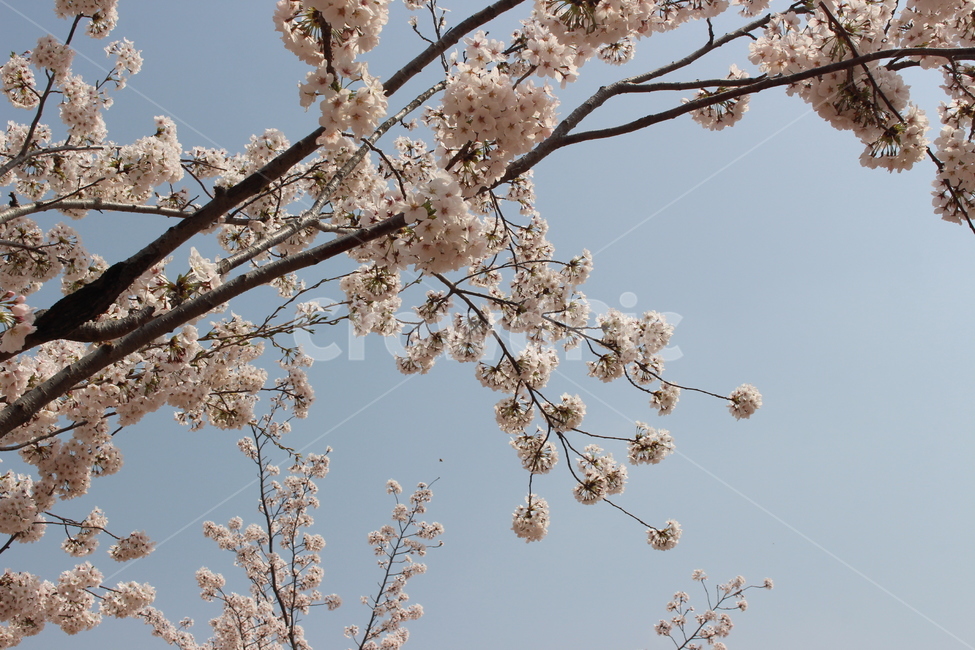 벛꽃,봄,하늘,벚나무,봄하늘,봄,계절,spring,season,식물,자연,plants,nature,꽃,flower,plant,blossom,cherry blossom,벚꽃