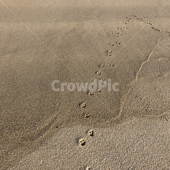 sand,Beach,footprint,Izzy,puppy,winter sea,pet dog,Italian Greyhound