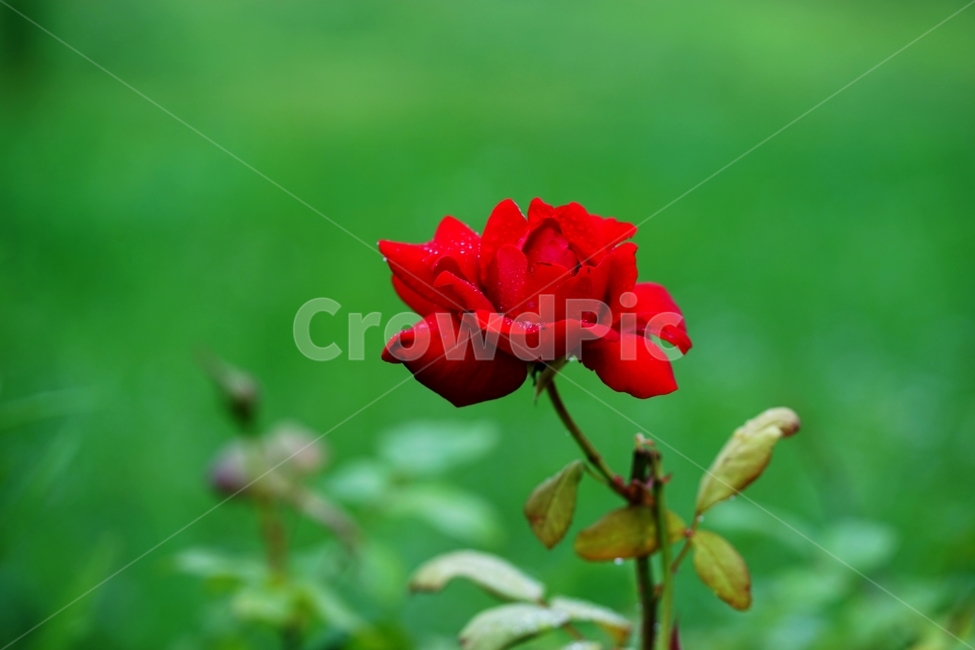 장미,붉은장미,빗방울,6월의꽃,빨강장미,식물,자연,plants,nature,꽃,flower