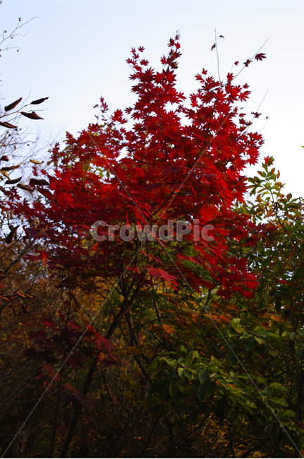 단풍,가을,나무,잎,식물,가을,계절,fall,autumn,season,자연,풍경,nature,landscape,plant,leaf,tree,maple
