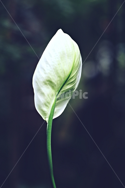 스파티필름,꽃,잎,식물원,식물,자연,공원,가을,식물,자연,plants,nature