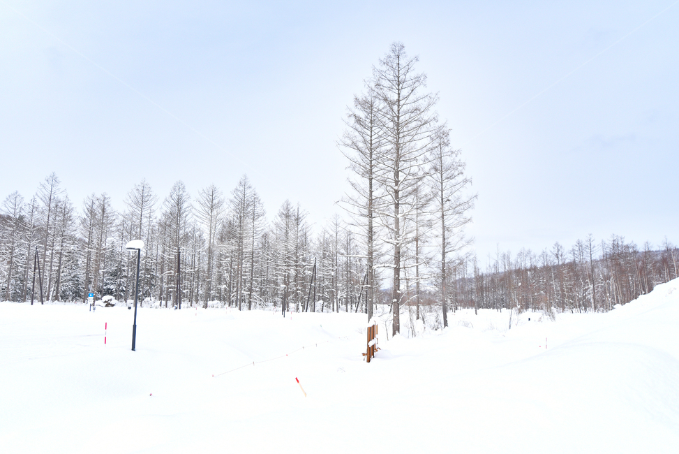 하늘,눈밭,겨울,눈,나무,흰색,겨울풍경,풍경,tree,nature,자연,outdoors,옥외,plant,식물,산,ice,얼음,fir,전나무,abies,아비,風景,自然,冬,雪,氷,白い,삿포로,비에이,배경화면,백그라운드,겨울,계절,winter,season,자연,풍경,nature,landscape