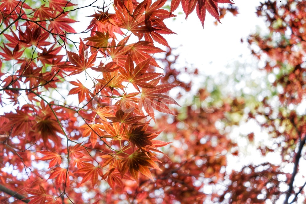 낙엽,레드,단풍나무,단풍잎,나뭇잎,가을,계절,fall,autumn,season,plant,식물,leaf,잎,tree,나무,maple,단풍