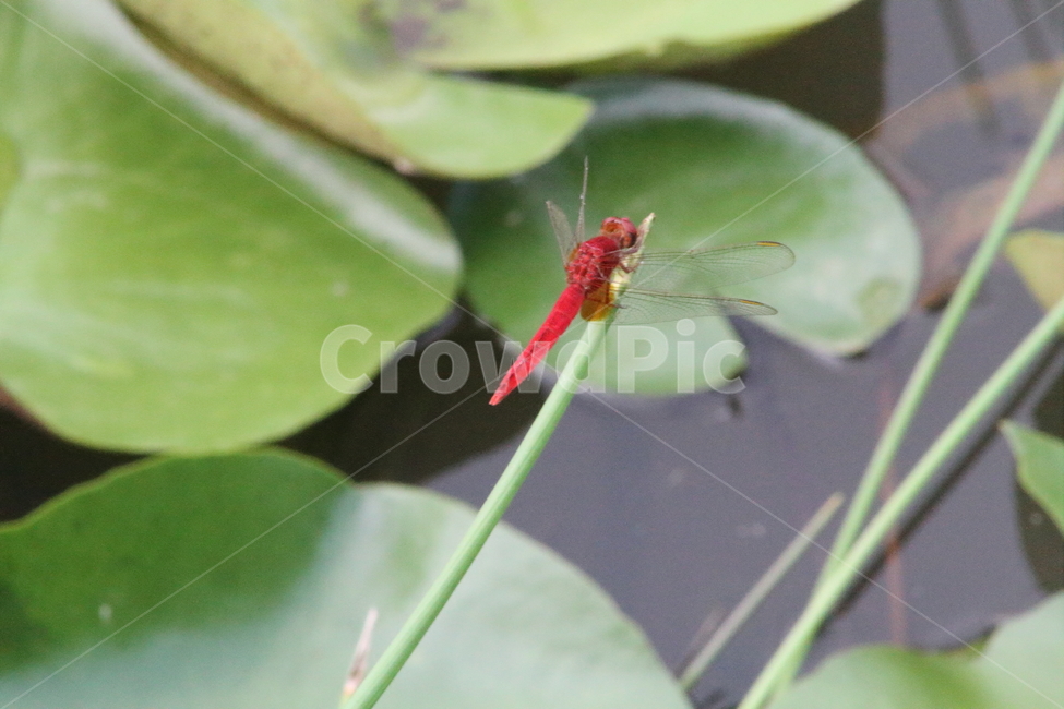 잠자리,고추잠자리,곤충,reddragonfly,dragonfly,동물,animal,곤충,벌레,insect,bug