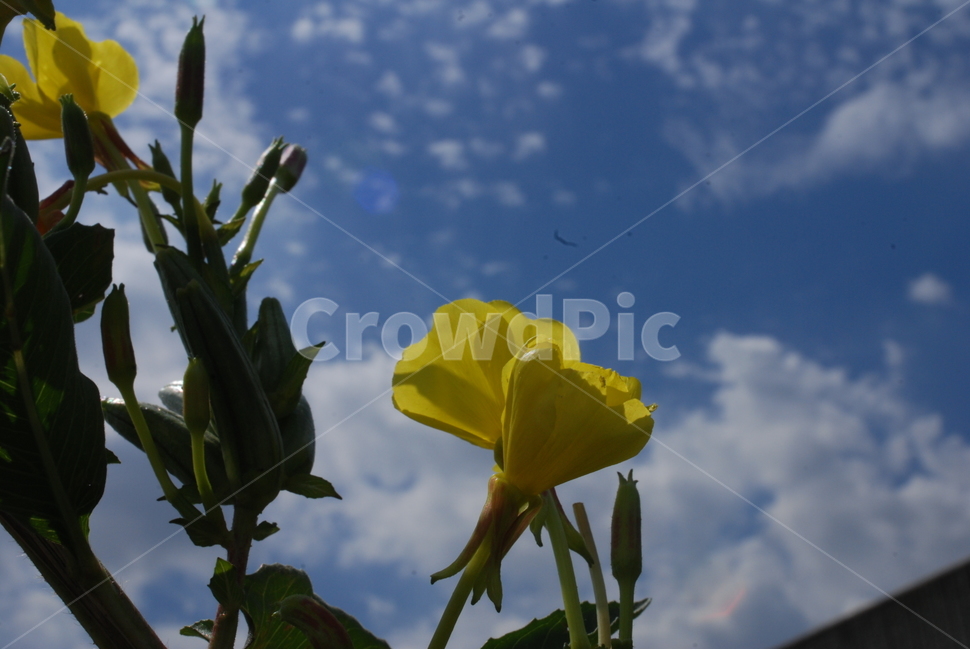 식물,꽃,자연,하늘,감성,식물,자연,plants,nature,꽃,flower