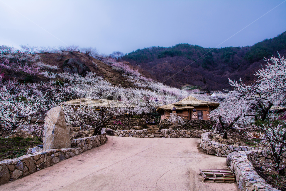 봄,꽃,매화,청매실농장,광양,초가집,한국,전통,봄,계절,spring,season,시골,마을,풍경,landscape,country,rural,town,plant,식물,flower,cherry blossom,벚꽃,blossom