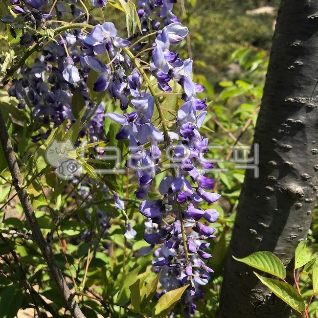 flower,꽃,등나무꽃,넝쿨,보라,야생화