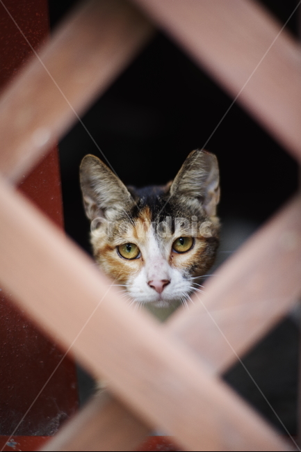 고양이,길고양이,동물,길냥이,애완동물,생명,자연,미묘,야생동물,cat,kitty,kitten,cute,lovely,adorable,pet,animal,streetcat,straycat,wildcat,wild,동물,animal,포유류,mammal,고양이,cat,kitten,kitty