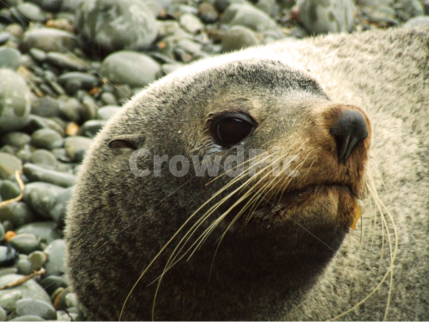 바닷가,물개,물범,포유류,동물,조약돌,해변,해변가,sea,ocean,beach,seal,mammal,animal,pebble,pebbles,동물사진,풍경,배경,배경사진,풍경사진,감성사진,평화로운,분위기,차분한,차분함,평화로움,scene,view,ambience,atmosphere,calm,peaceful,tranquil,still,background,동물,animal,포유류,mammal