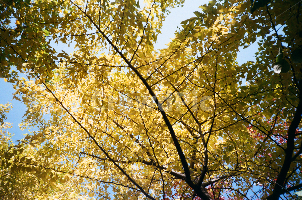 은행,은행나무,가을,노란색,노랑,낙엽,가을,계절,fall,autumn,season,tree,나무,plant,식물,leaf,잎